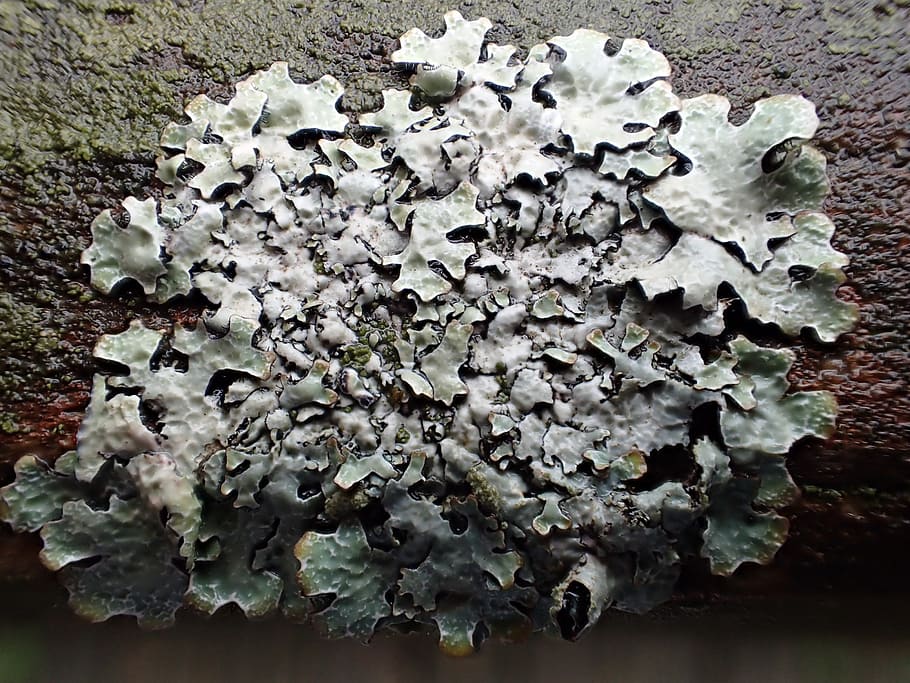 fungi, nature, tree, no people, close-up, day, plant, growth HD wallpaper