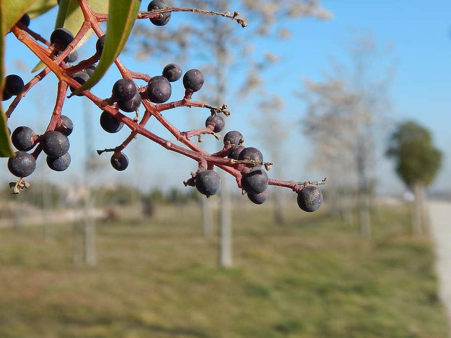 tree, fruits, trees, nature, focus on foreground, plant, growth HD wallpaper