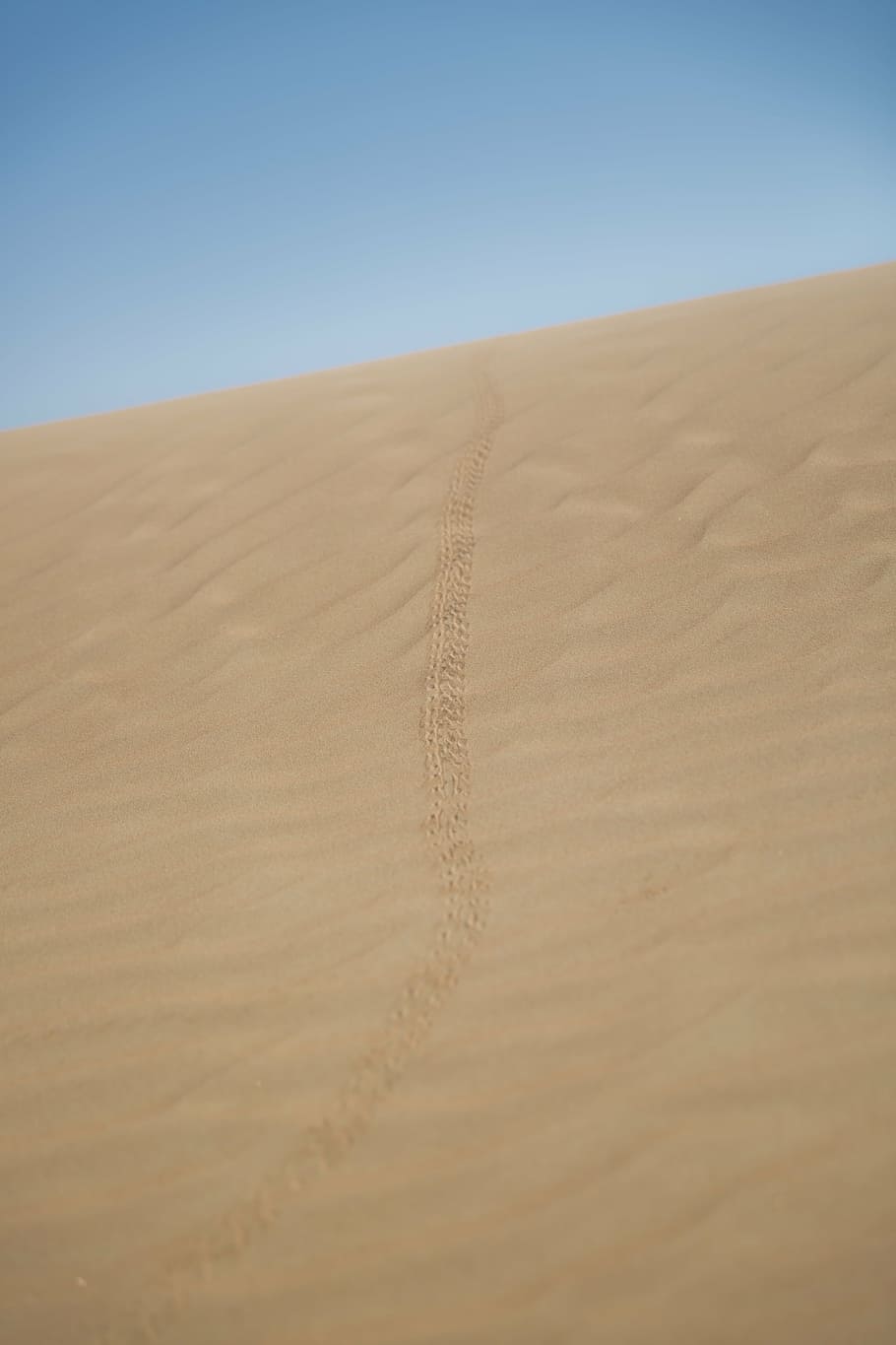 desert, scorpion, trails, arabic, arabian, sand, land, sand dune, HD wallpaper