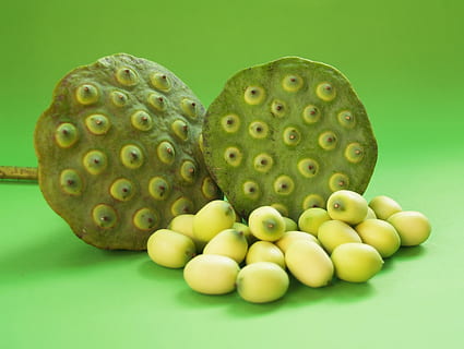 lotus, seed, flower, leaf, pod, indian, closeup, isolated, produce HD wallpaper