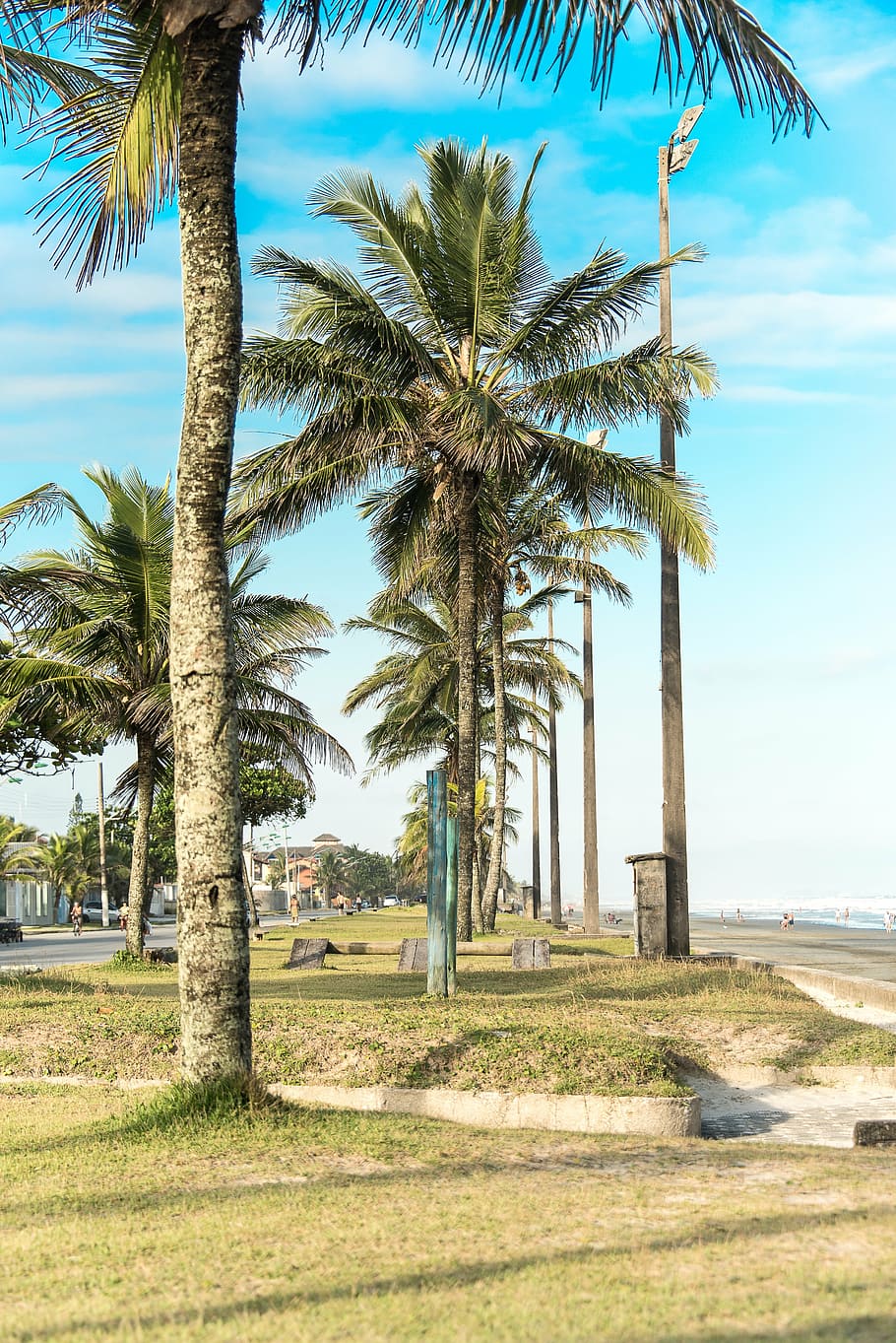 landscape, nature, trees, palm tree, tropical climate, plant HD wallpaper