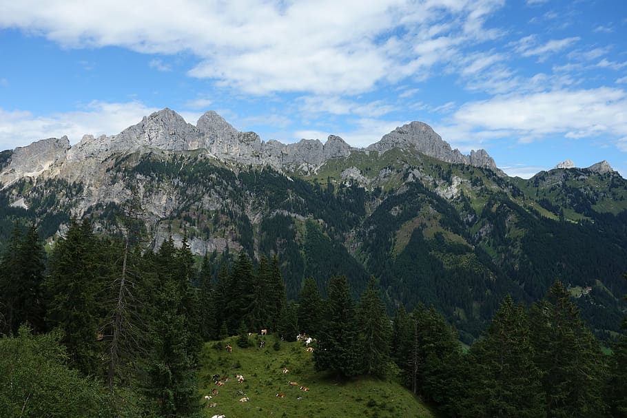 mountain group, forest, blue, sky, tree, plant, scenics - nature HD wallpaper