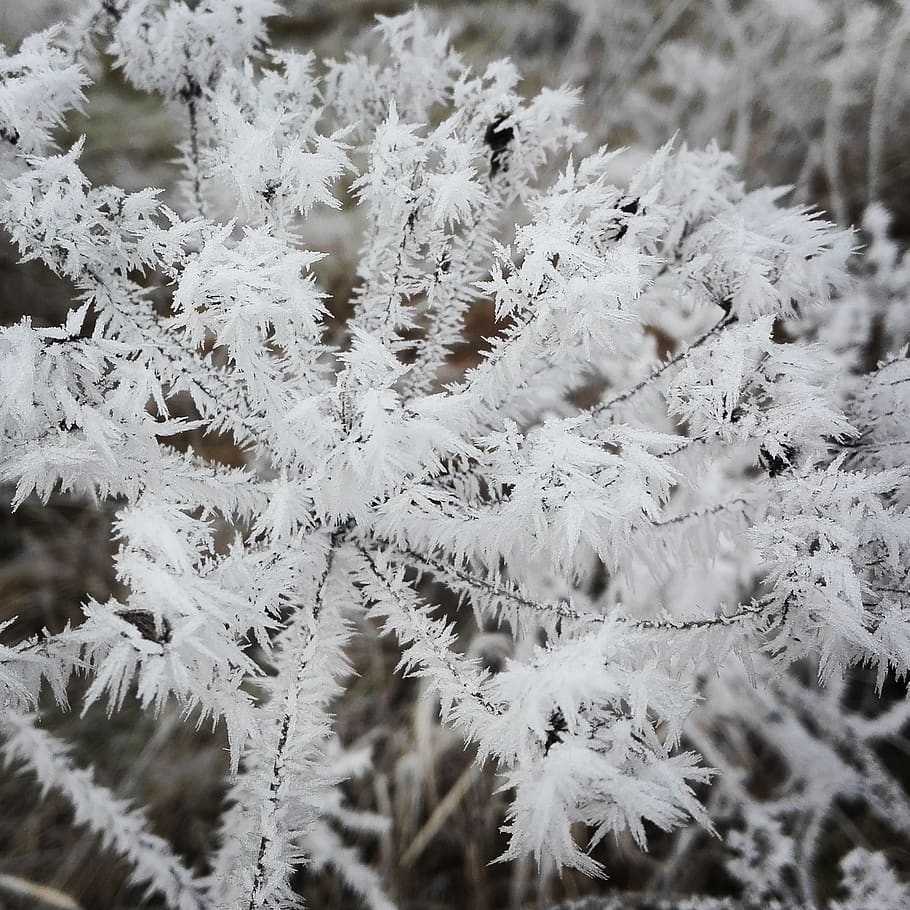 mraz, winter, icing, cold temperature, snow, frozen, plant HD wallpaper