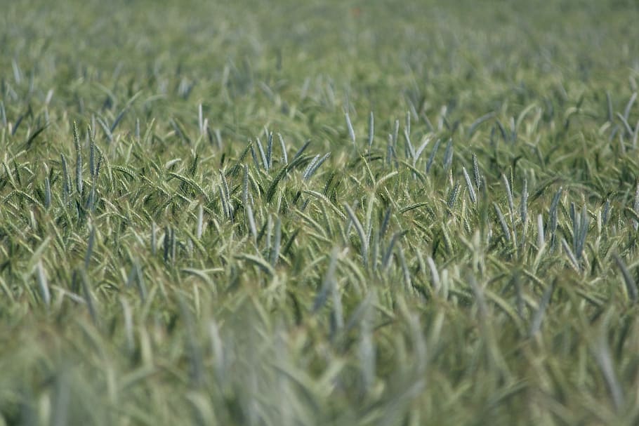 rye, rye field, cereals, grain, food, cornfield, arable, plant HD wallpaper