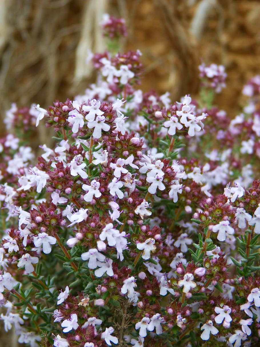 thyme, farigola, flowery, flowering plant, freshness, beauty in nature HD wallpaper