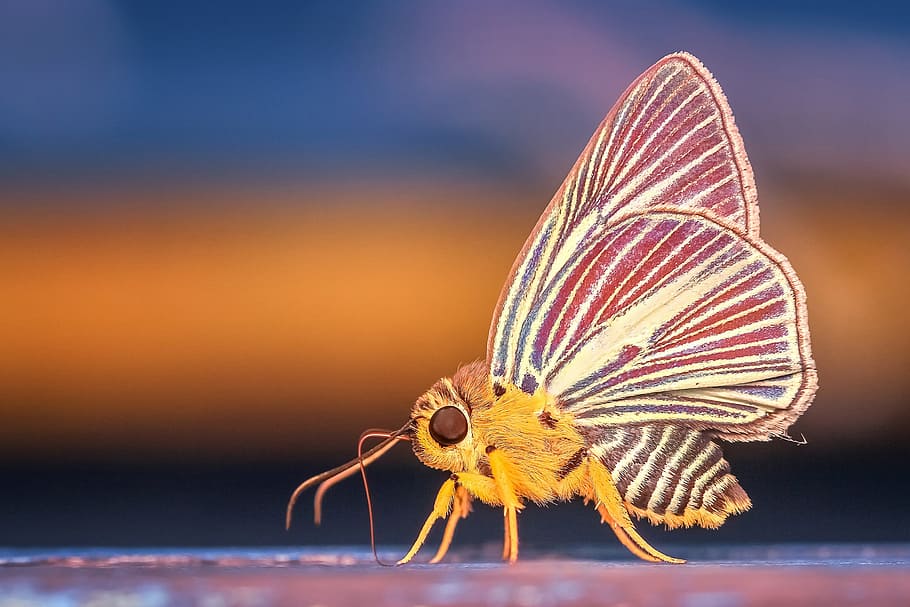 yellow and white moth in closeup photography, morph, butterfly, HD wallpaper