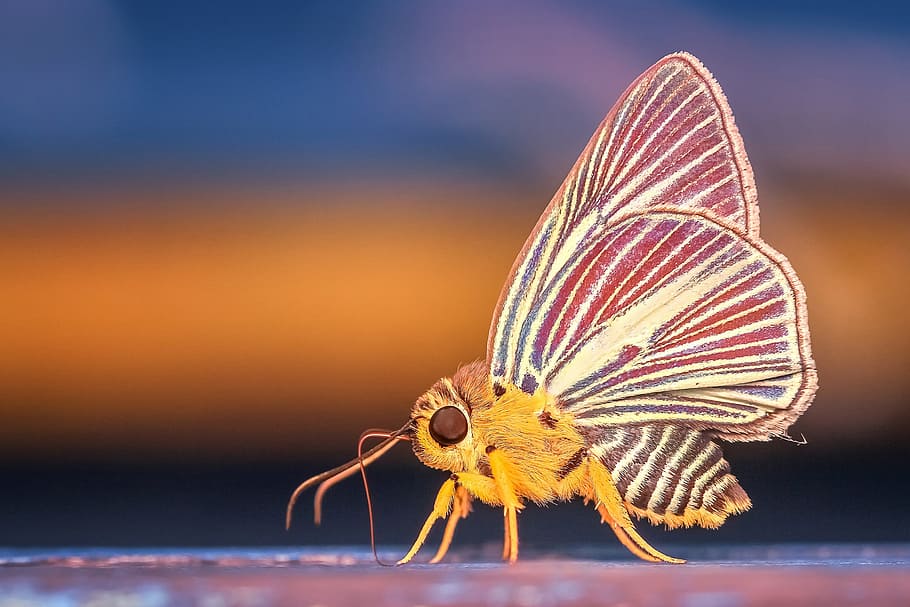 yellow and white moth in closeup photography, morph, butterfly HD wallpaper