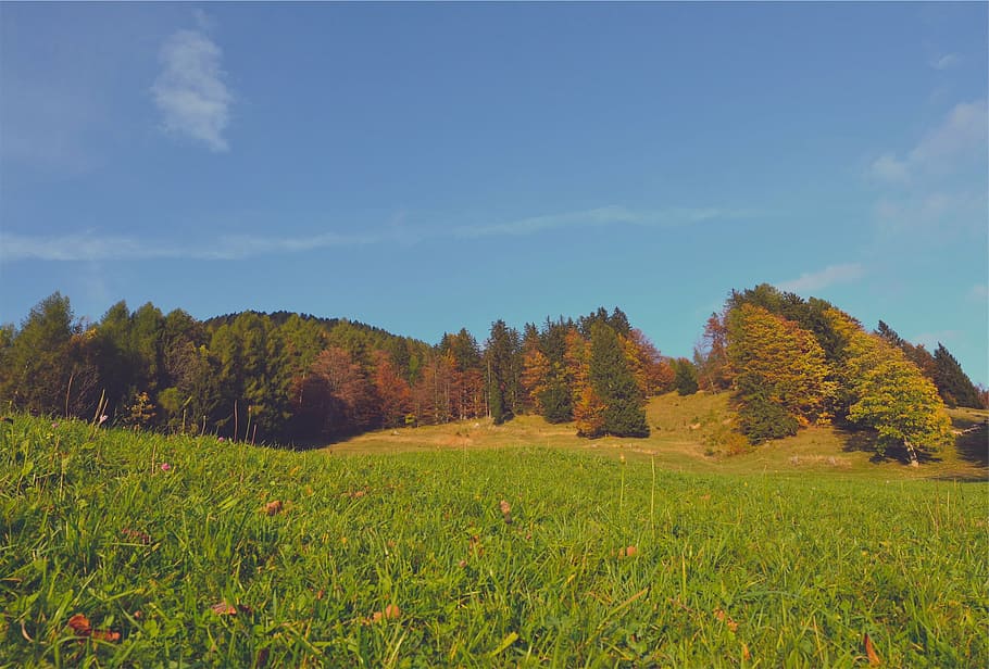 green grass field and pine tree, leaf, tall, tress, cirrus HD wallpaper