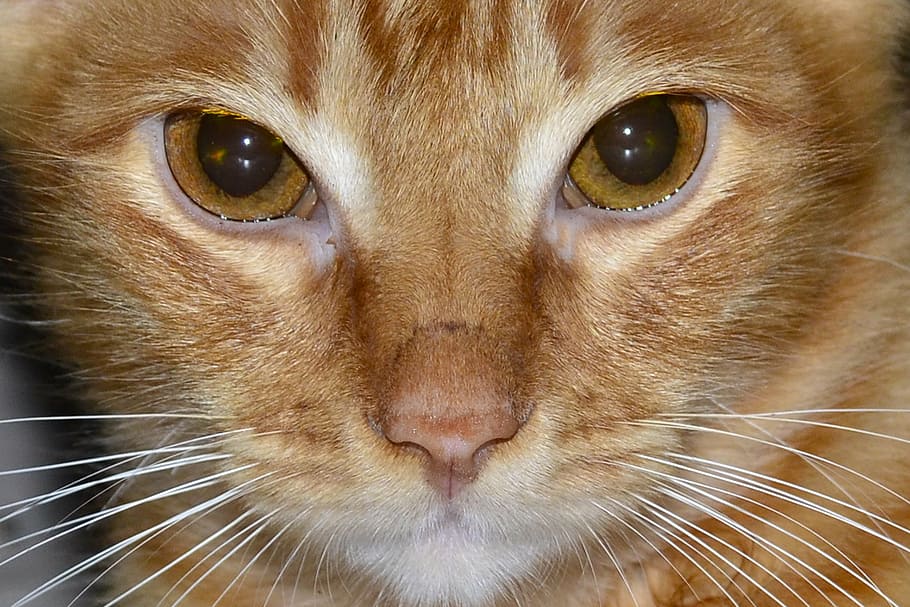 look, cat, feline look, kitten, pet, care feline, cat's eyes, HD wallpaper