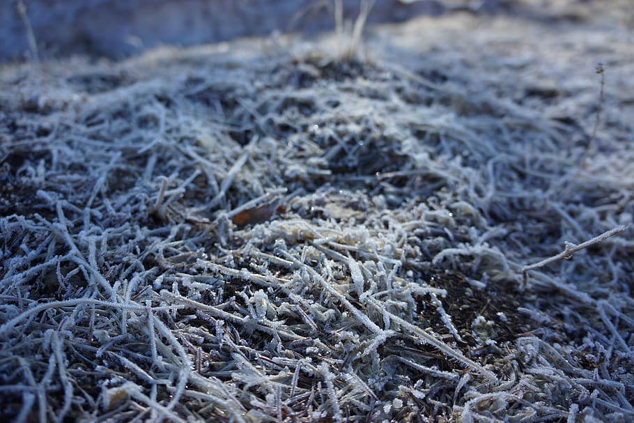 nature, frost, background, texture, selective focus, no people HD wallpaper
