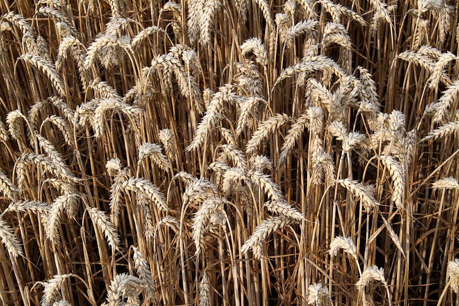 wheat, plants, crop, grain, nature, outside, close-up, macro HD wallpaper