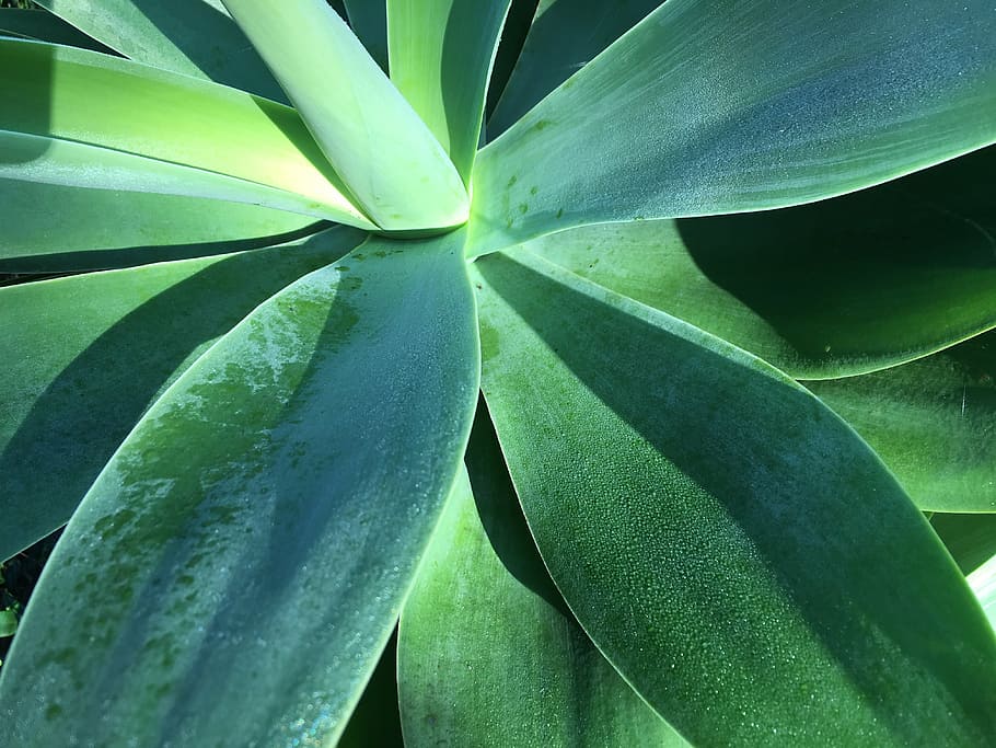 agave, plant, green, green color, growth, leaf, beauty in nature HD wallpaper