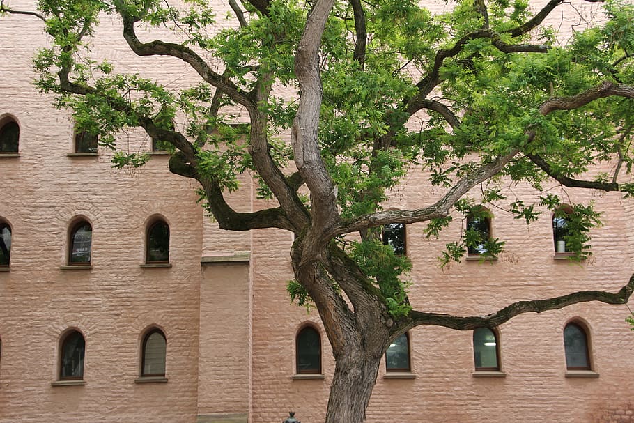 tree, courtyard, facade, branches, urban, aesthetic, building exterior HD wallpaper