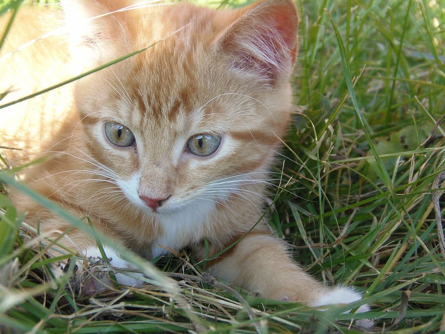 cat, kitten, cute, pet, adorable, mix breed, animal themes HD wallpaper