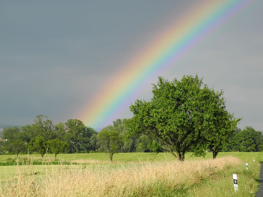rainbow, heaven, trees, nature, sky, landscape, summer, natural HD wallpaper