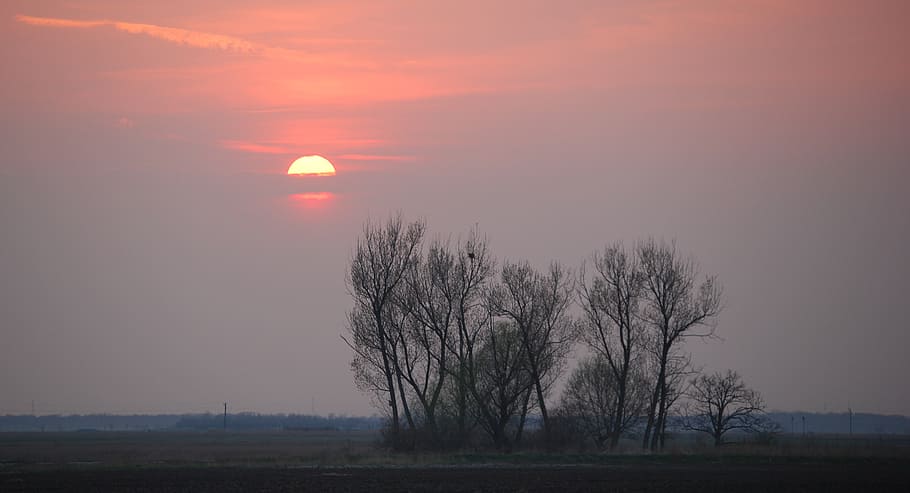 sunset, color, cloud, wood, clump, sky, tree, environment, landscape HD wallpaper