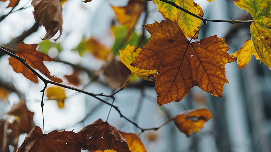 Falling, selective focus of tree leaves, leaf, autumn, branch HD wallpaper
