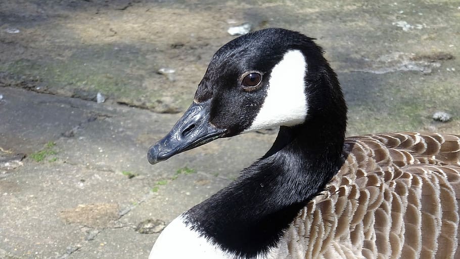 canadian goose, bird, nature, wildlife, feather, duck, head