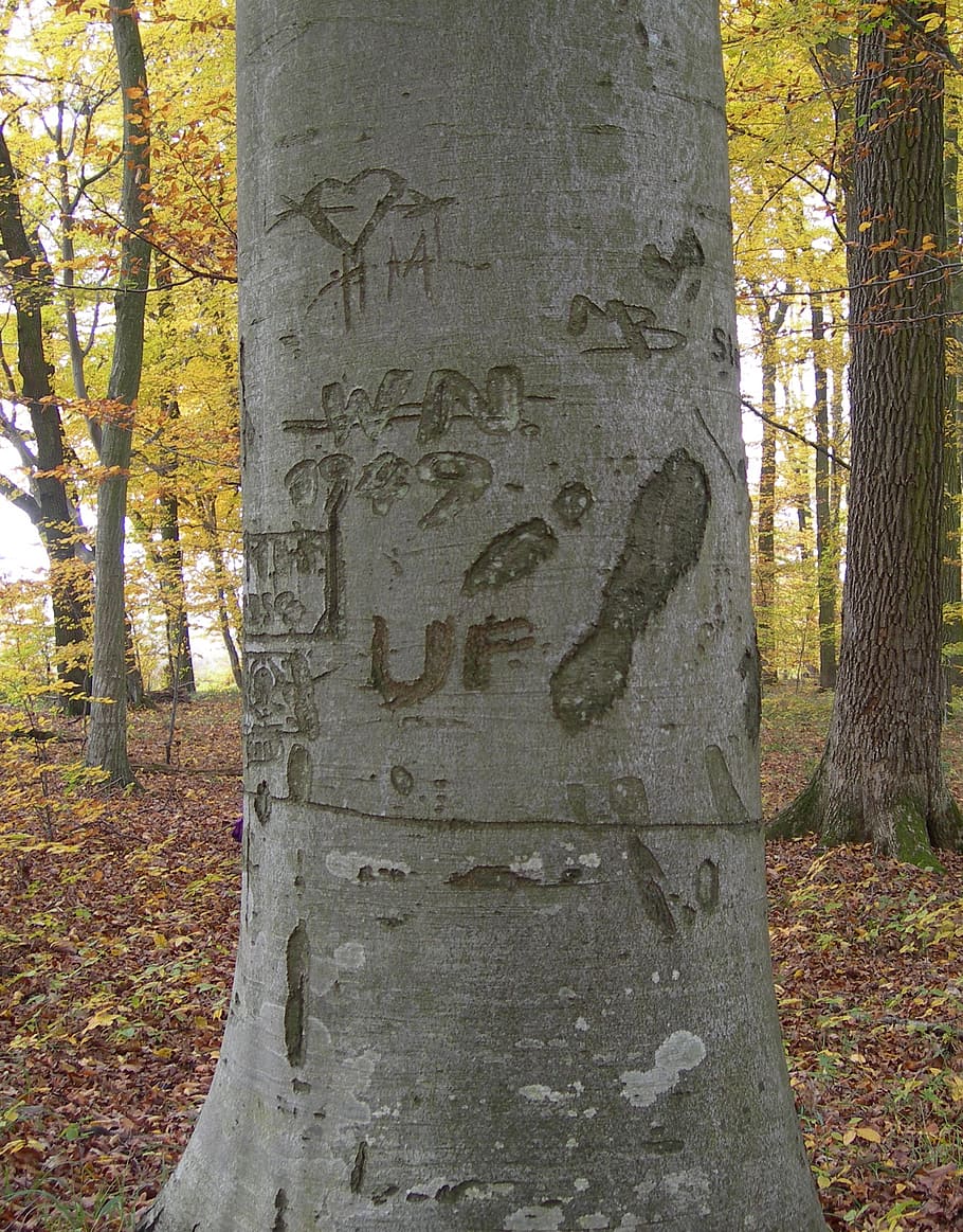 log, forest, engraved, bark, nature, autumn forest, tree, tree trunk HD wallpaper