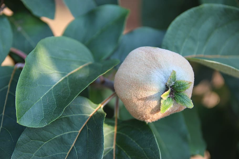 peach, growing, tree, ripening, fruit, leaf, plant part, growth HD wallpaper