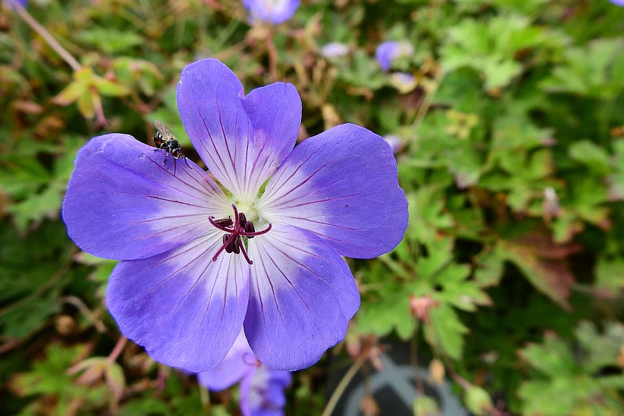 flower, macro, nature, blue, insect, flowering plant, freshness HD wallpaper