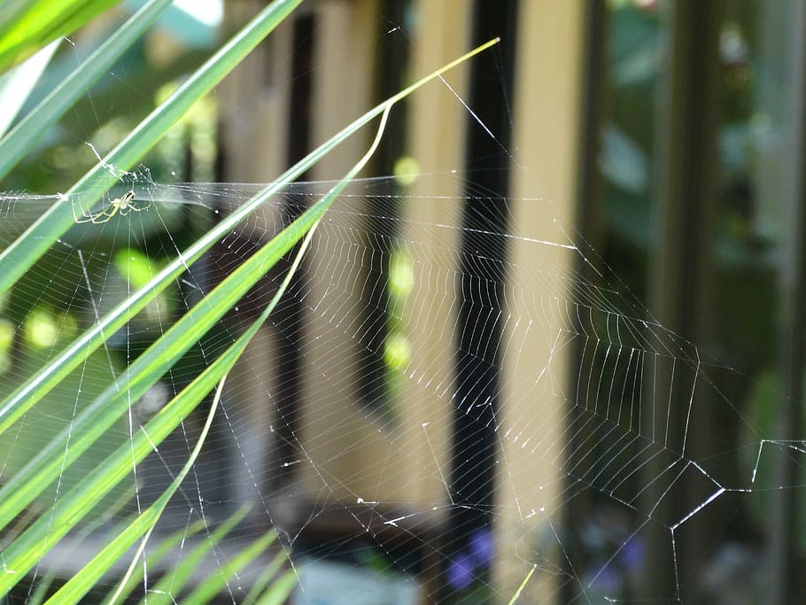spider, web, nature, insect, cobweb, silhouette, spiderweb HD wallpaper