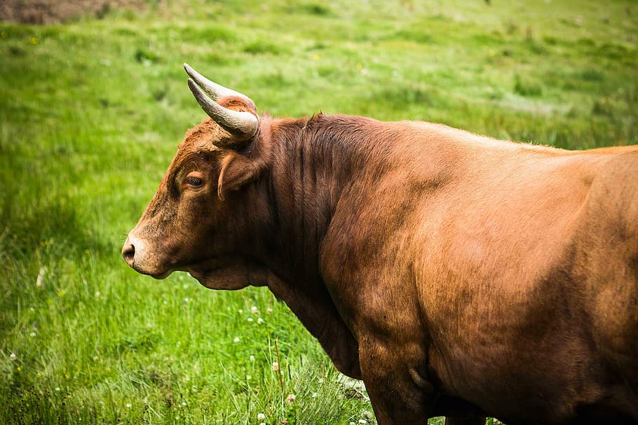 brown cattle on green grass, toro, ox, plow, force, purity HD wallpaper