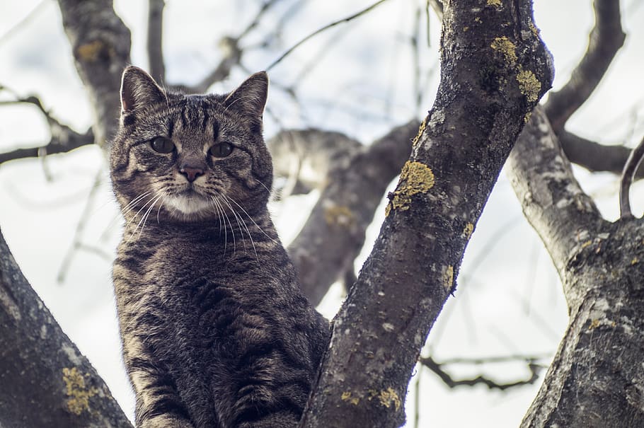 cat, pride, nature, mackerel, pet, animal portrait, feline HD wallpaper