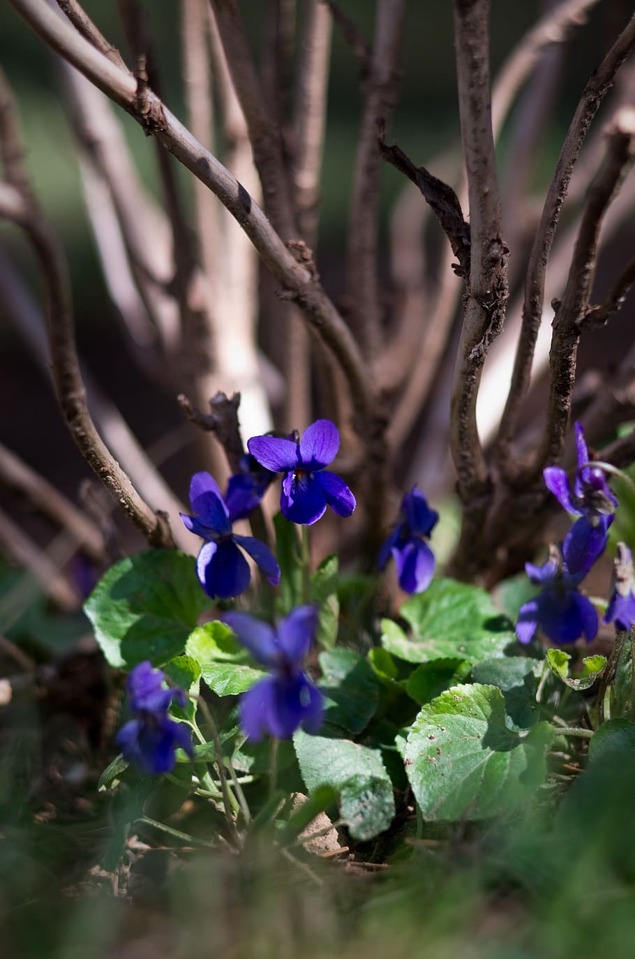 spring, violet, macro, purple flower, flowering plant, freshness HD wallpaper