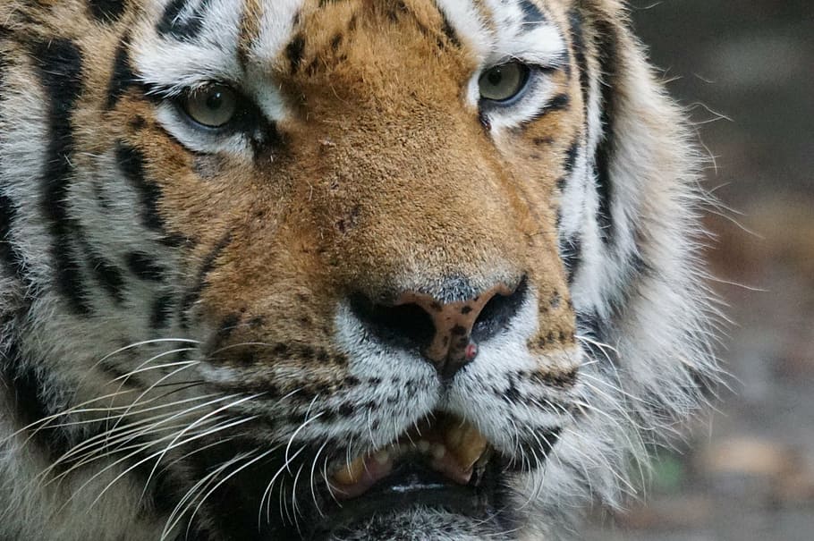 brown and white tiger, close, predator, animal themes, one animal HD wallpaper