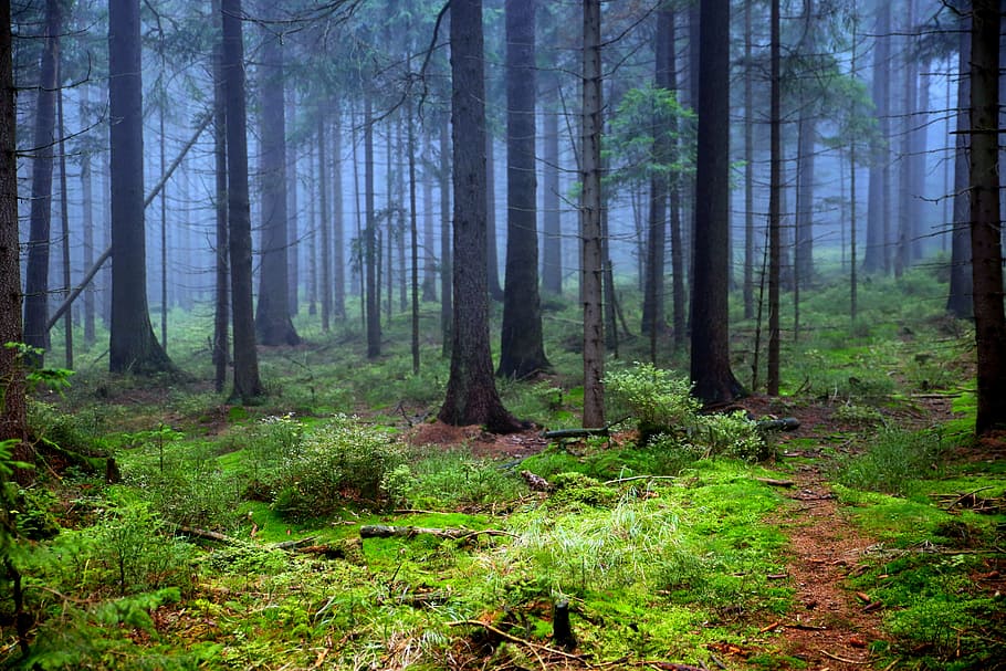 green trees during dawn time, forest, moss, the fog, branches HD wallpaper