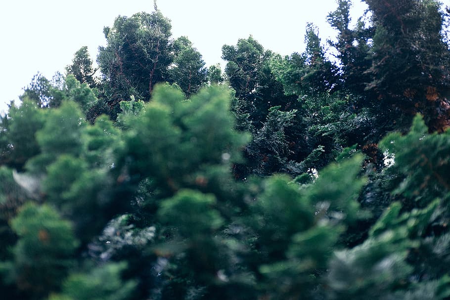 Fir-needle, nature, forest, tree, outdoors, green Color, summer HD wallpaper