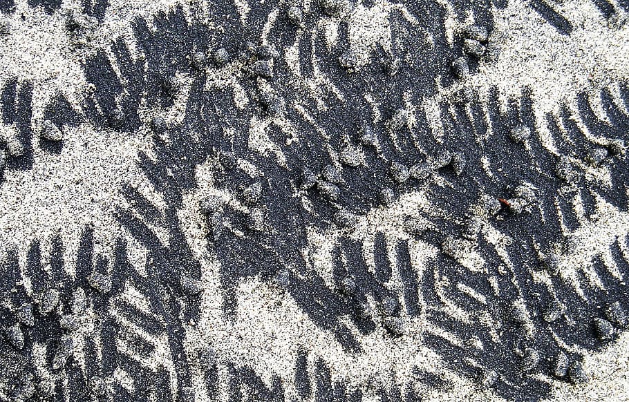 Sand, Markings, Black, Tan, Beach, panama, water, crustaceans HD wallpaper