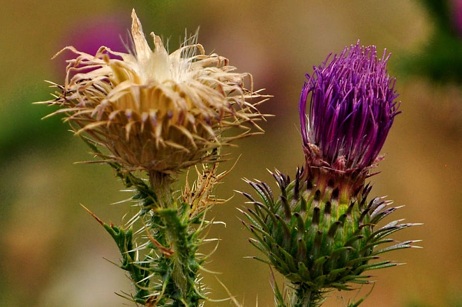 flower, summer, meadow, plant, freshness, flowering plant, purple HD wallpaper