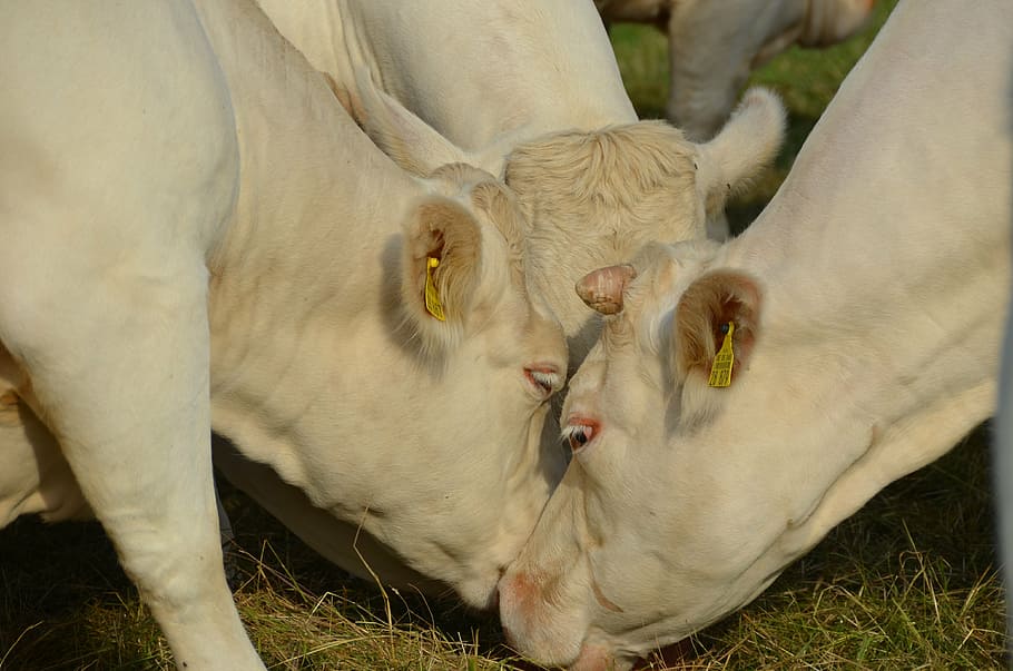cow, cows, ruminant, flock, animal, cattle, bauer, animal themes HD wallpaper