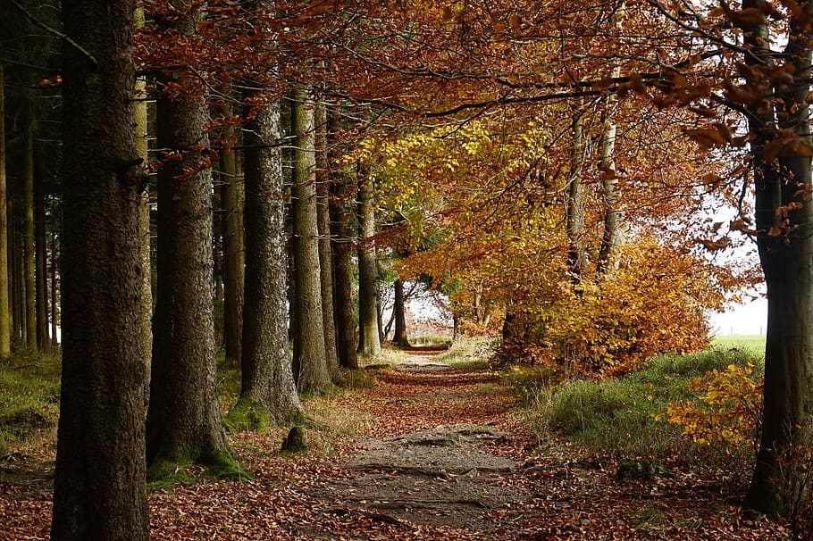 forest, autumn, tree, path, away, leaves, golden, sun, light HD wallpaper