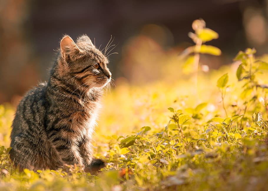 Tabby Kitten Sitting on the Grass, adorable, animal, anxious, HD wallpaper