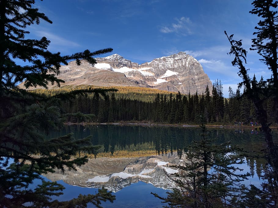 mountain, mountains, alberta, tree, sky, plant, beauty in nature HD wallpaper