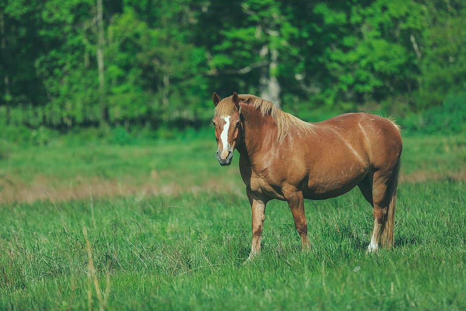 brown horse grazing on grass field, green, trees, plants, grassland HD wallpaper