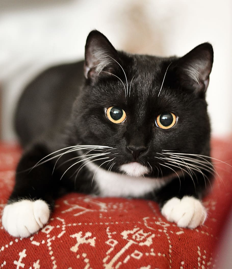 selective focus photography of tuxedo cat, domestic cat, animal shelter