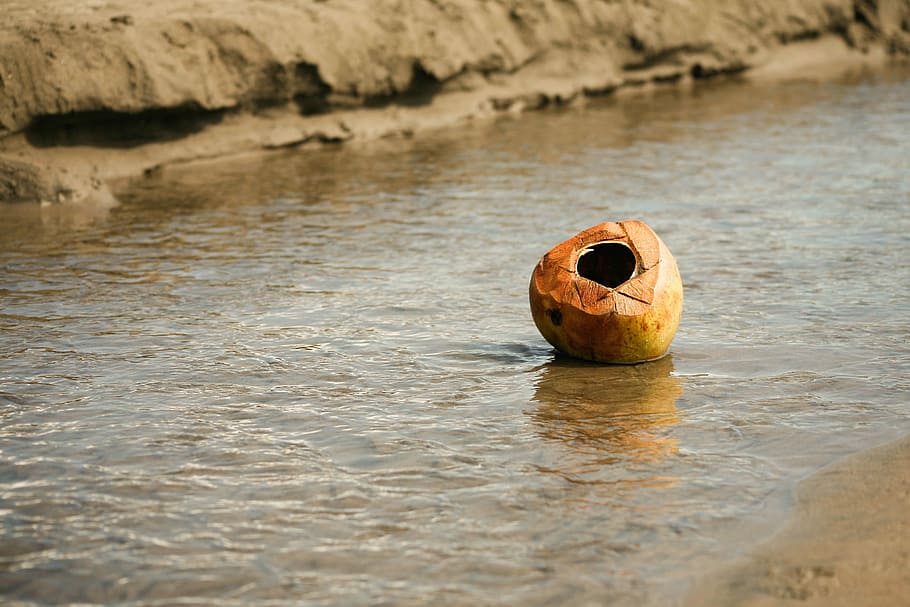 brown coconut nut shell on body of water, stream, beach, tide HD wallpaper