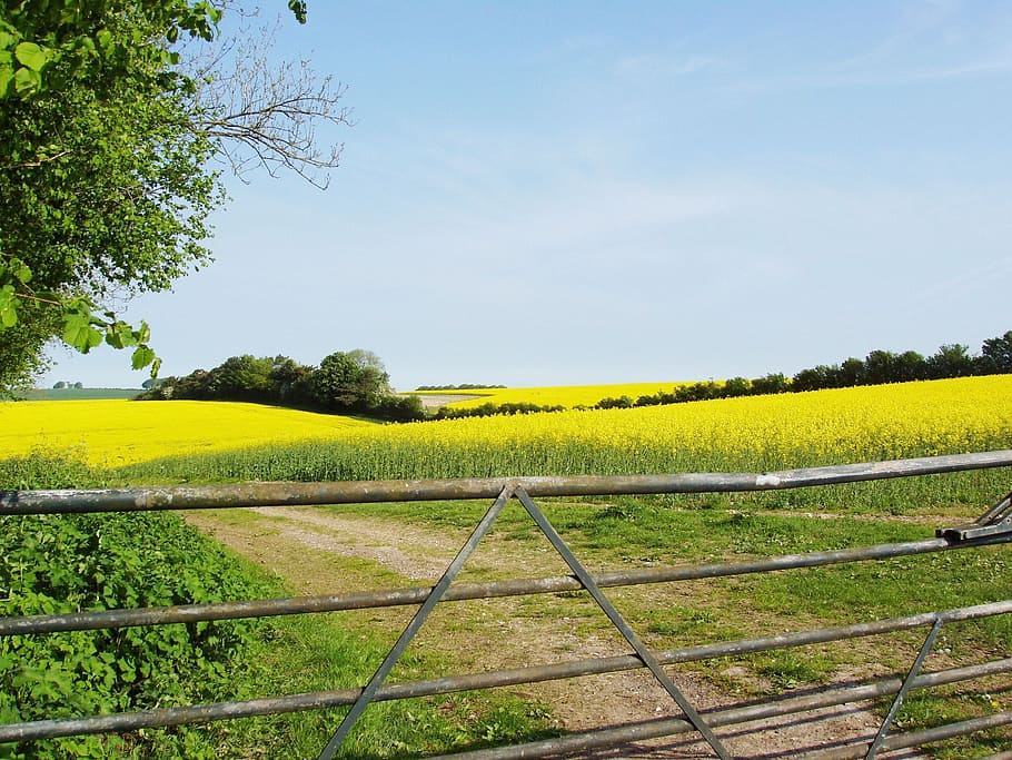 Rapeseed, Field, Flora, Spring, Nature, rapeseed field, blue sky HD wallpaper