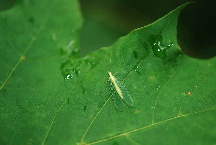Lacewing, Insect, Fly, Antenna, Fauna, leaf, green, wet, nature HD wallpaper