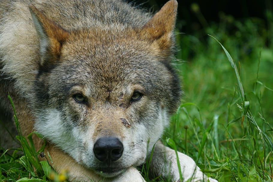 close-up photo of brown and gray wolf lying on green grass HD wallpaper