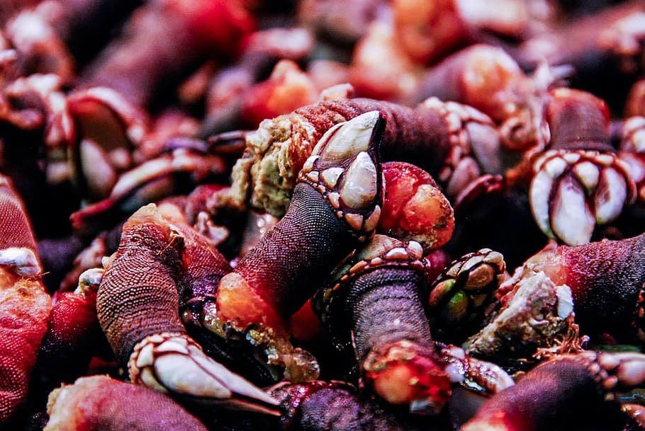 closeup photo of brown animals claws, untitled, seafood, barnacle HD wallpaper