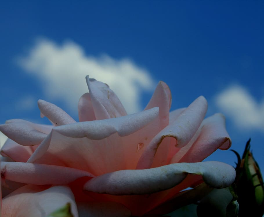 rose, flower, bloom, petals, soft, curved, serene, attractive HD wallpaper