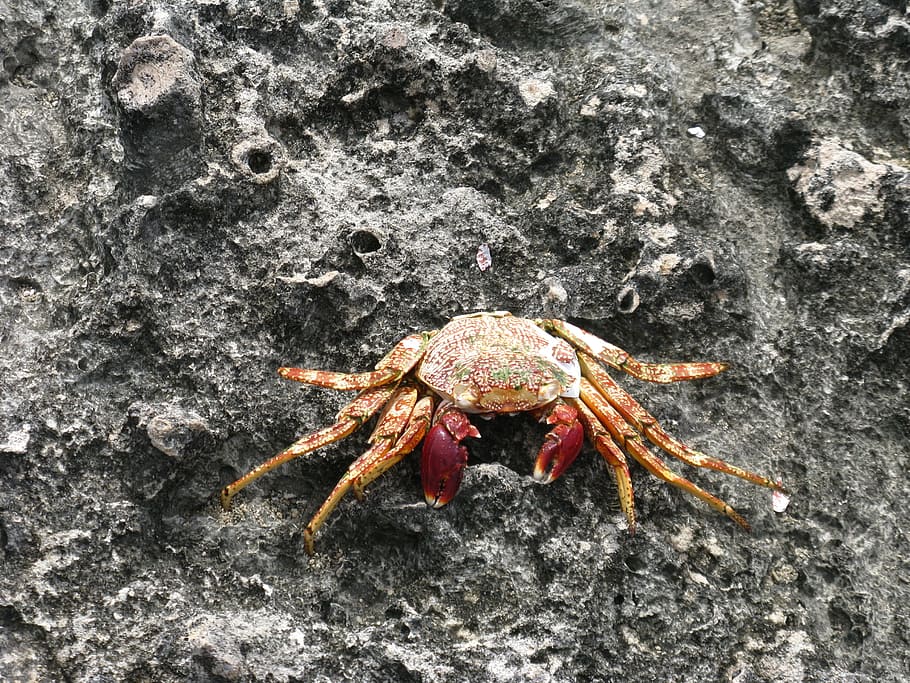 dried crab shell, rocks, water, new shell, one animal, animal themes HD wallpaper