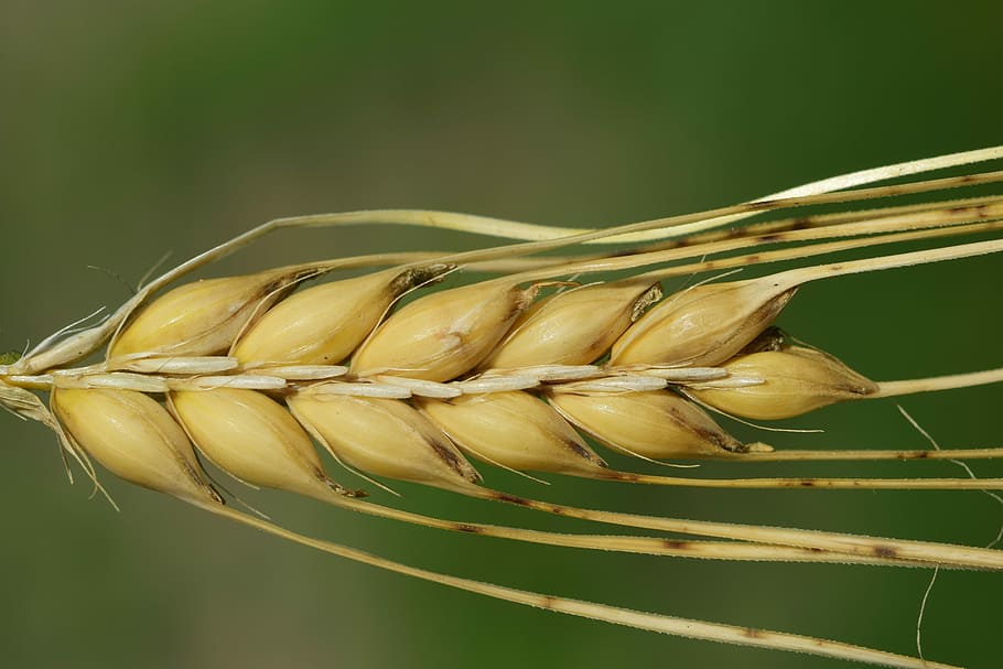brown plant in selective focus photography, barley, ear, cereals HD wallpaper