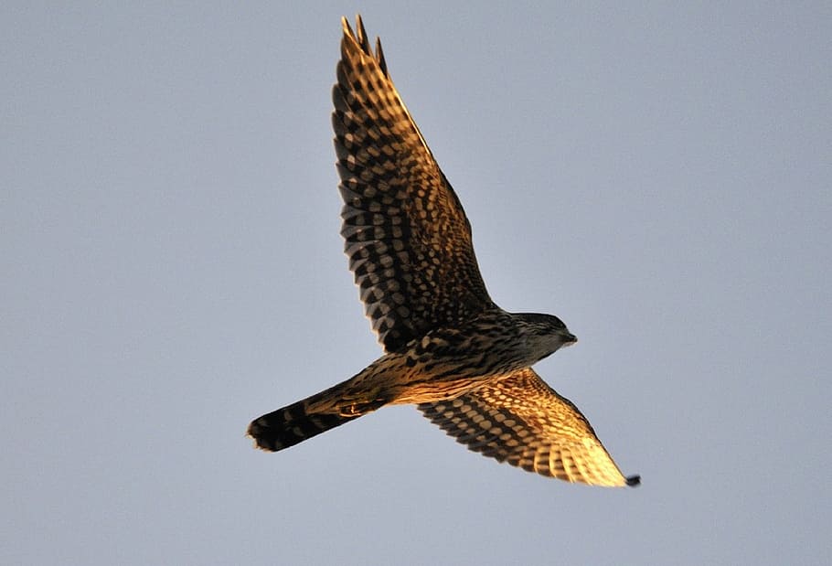 low angle photography of brown hawk, merlin, falcon, raptor HD wallpaper