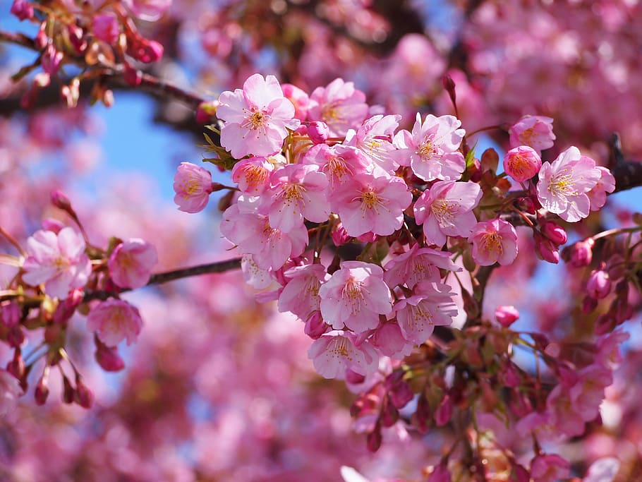 closeup photo of cherry blossom flower, kawazu, izu, izu peninsula, HD wallpaper